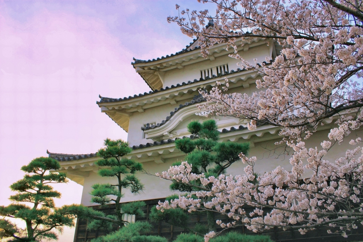天守を背景に咲き誇る桜。夕刻の淡く幻想的な色合い