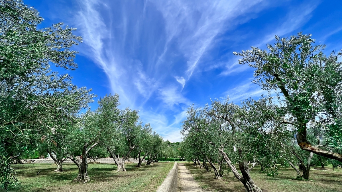 青空に伸びる筋雲とオリーブの木々の広がり