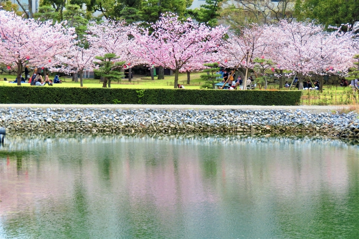 お堀越しに咲き誇る高松城のソメイヨシノ 春の青空と水面に映る桜のコントラスト