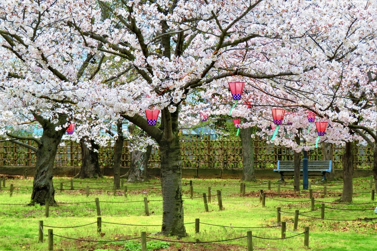 満開の桜とぼんぼりが飾られた桜の馬場の風景 昼間の花見風景に穏やかな春の陽気