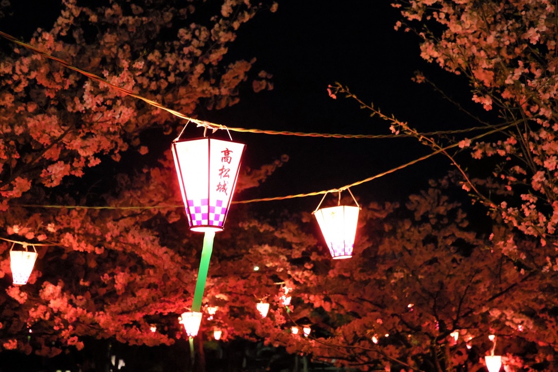 ライトアップされた桜と提灯が彩る夜の桜の馬場 幻想的な雰囲気の花見