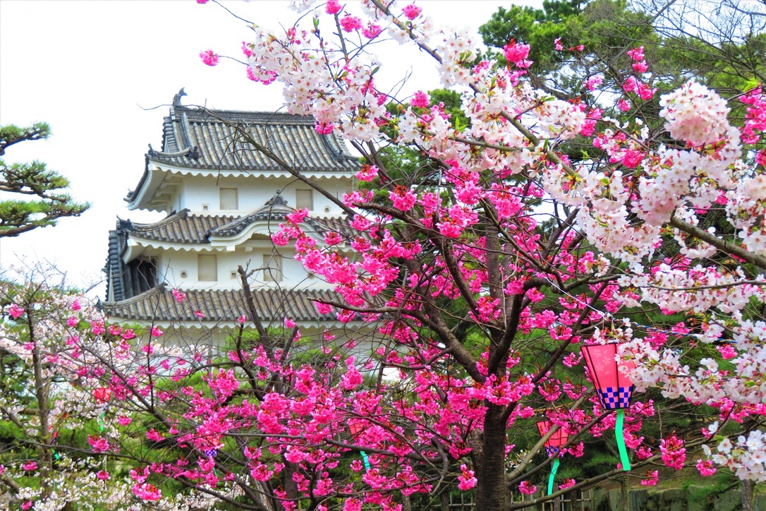 天守台の石垣と桜が並ぶ春の高松城園内 濃淡の桜が織りなす春景色