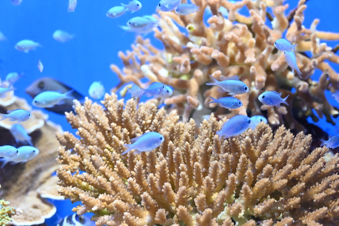 枝状サンゴの間を群れで泳ぐ青い熱帯魚