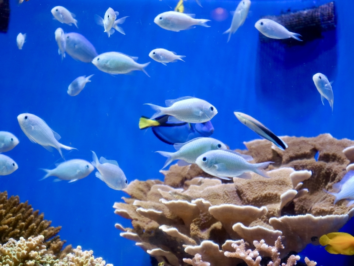 多様なサンゴとカラフルな熱帯魚が泳ぐ水槽展示