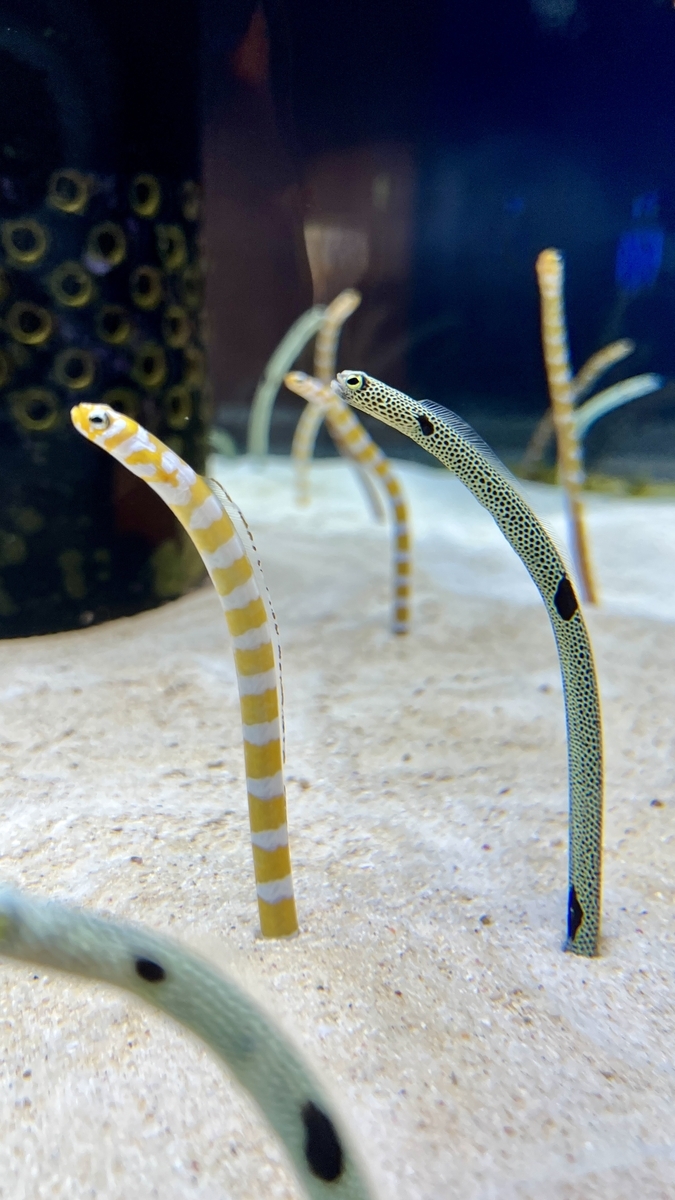 砂地から体を伸ばすチンアナゴとニシキアナゴ