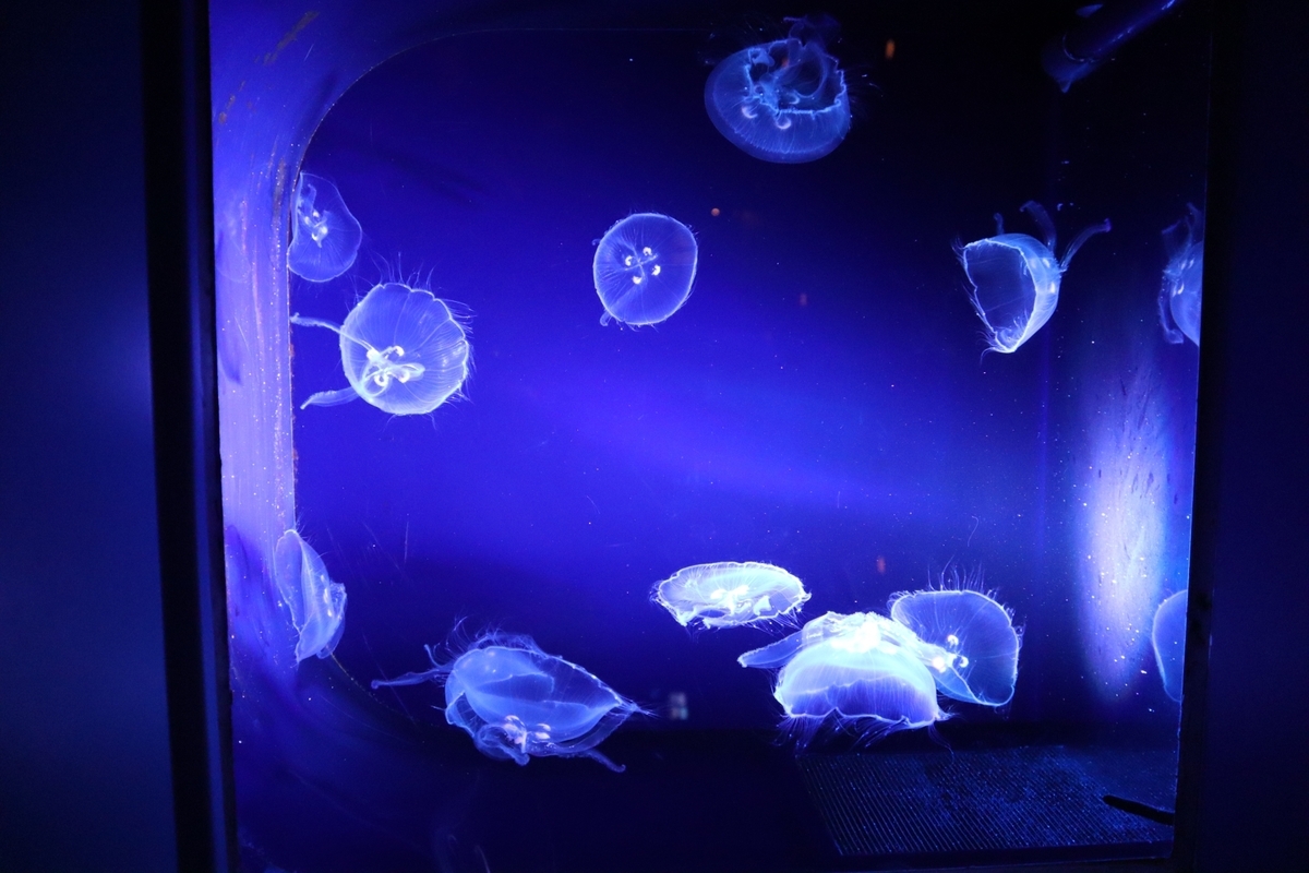 紫色の光に照らされたクラゲが漂う深海展示