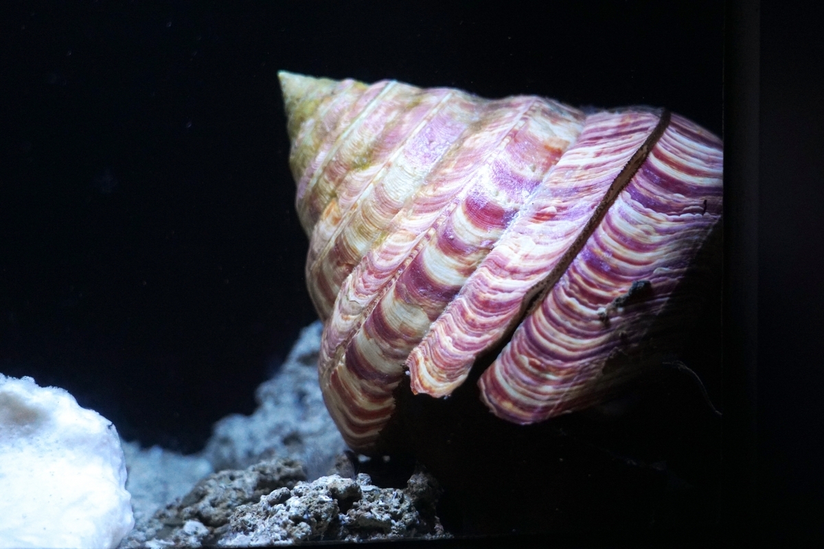 深海の水槽に展示された大型の巻き貝