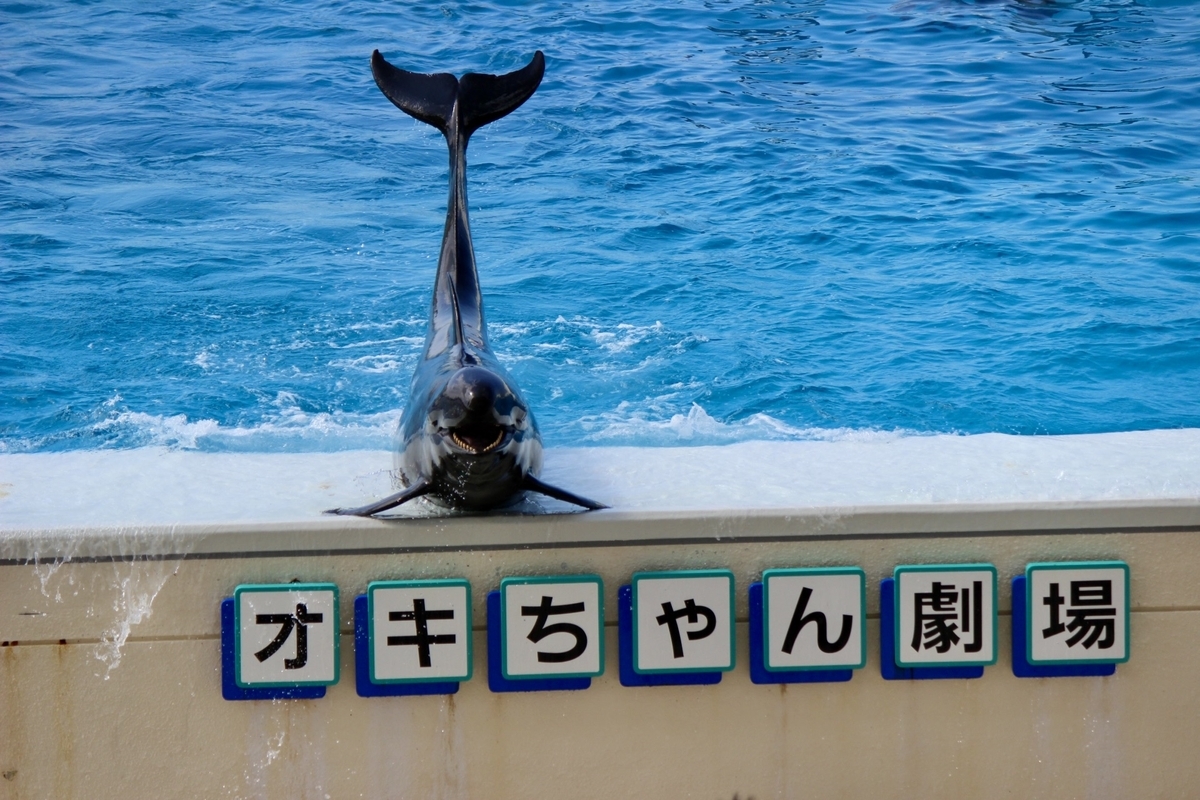 オキちゃん劇場で尾びれを上げるイルカのショー