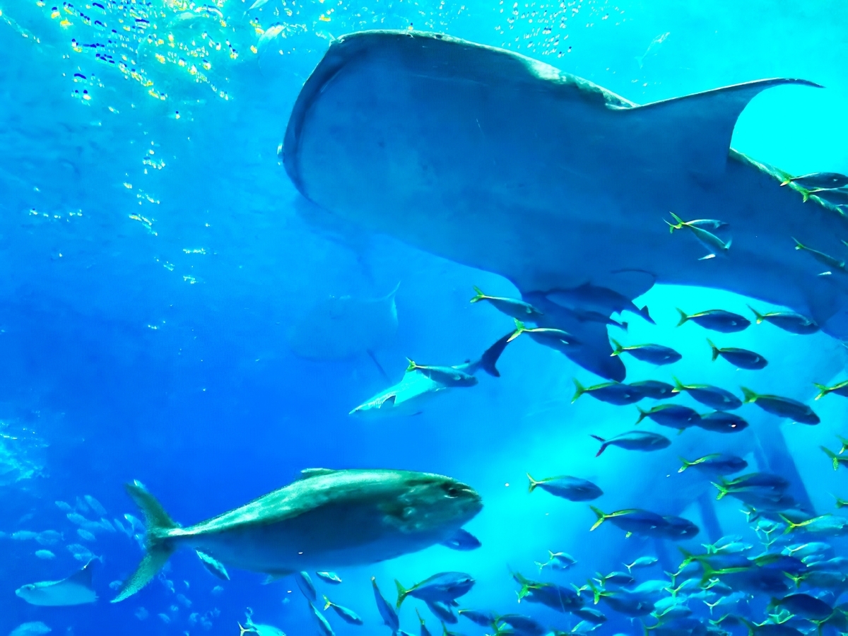 大水槽を泳ぐジンベエザメと周囲の魚たちの群れ