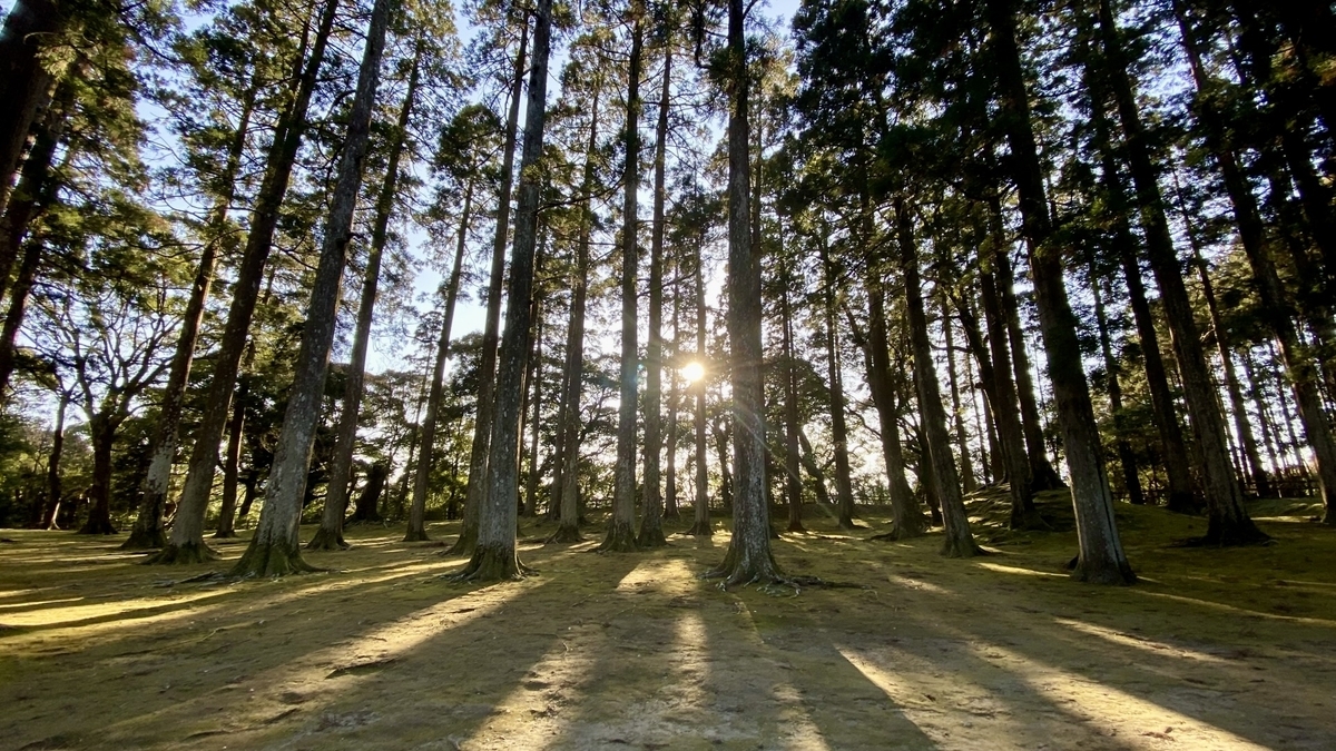 木漏れ日が差し込む杉の木立が並ぶ旧本丸跡の風景