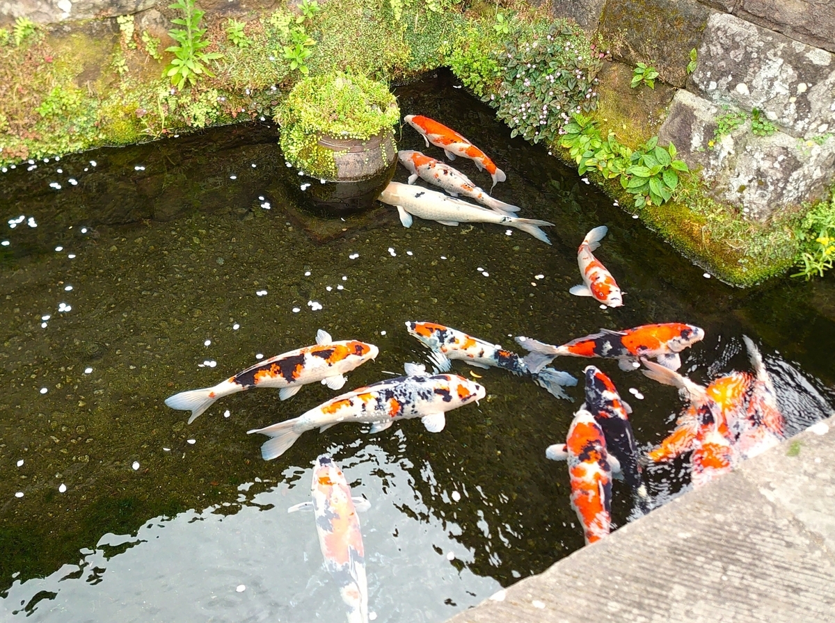 飫肥城下町の水路を泳ぐ色とりどりの錦鯉