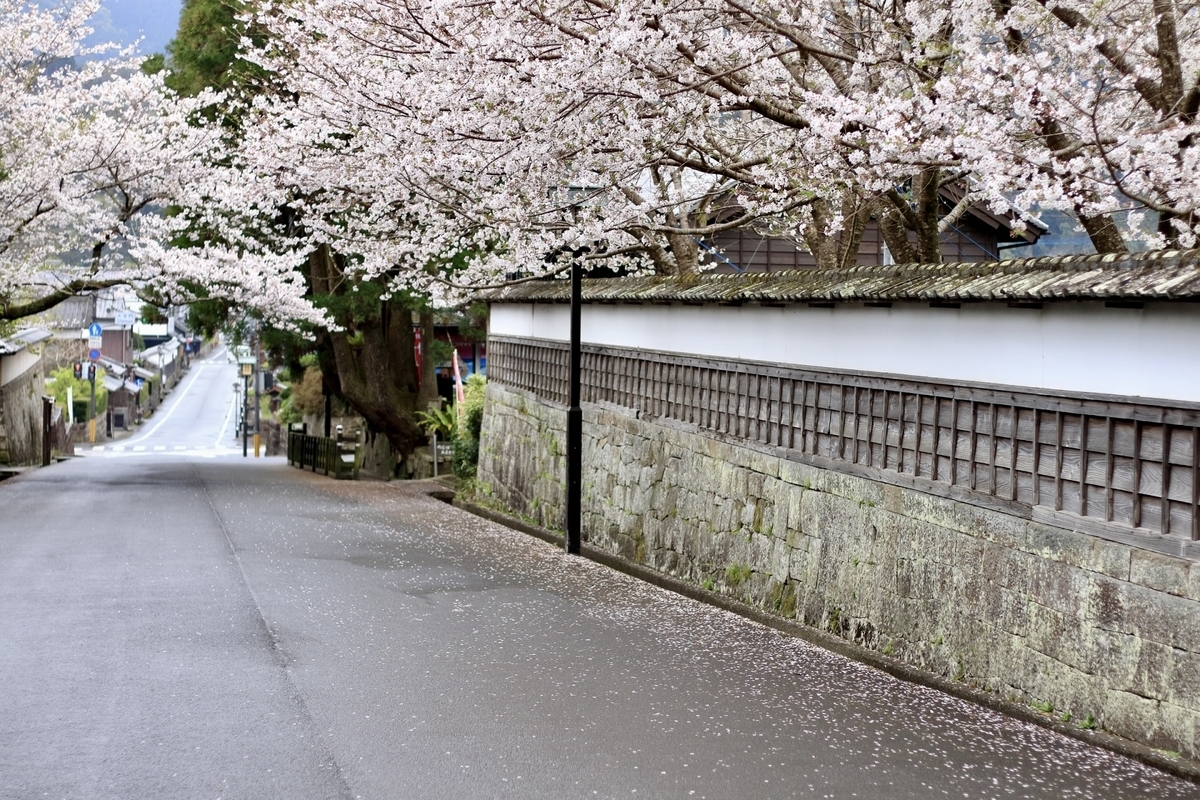 春の桜並木と石垣が美しい城下町の風景