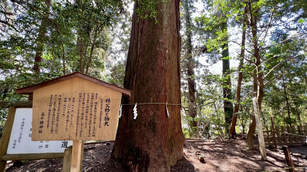 高千穂神社参道に立つ秩父杉と由来を記した案内板