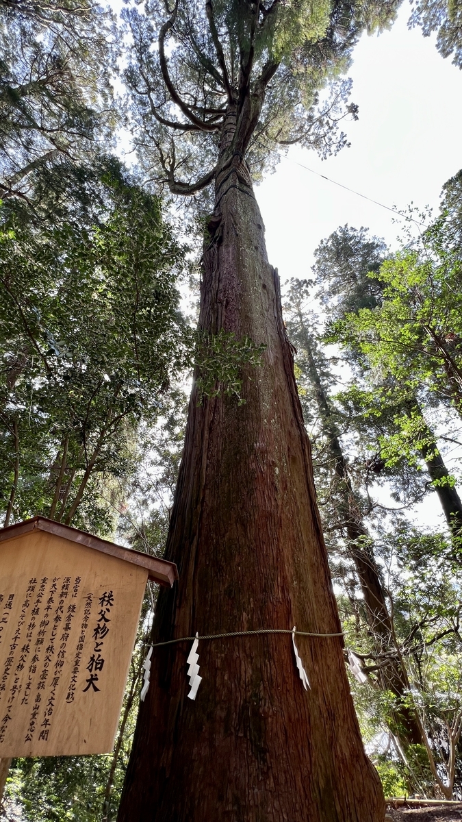 見上げる視点で撮影した高千穂神社の秩父杉の巨木