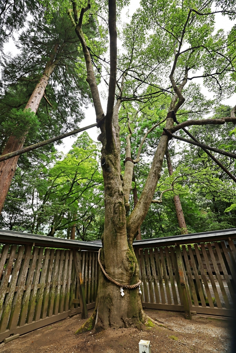 西本宮拝殿前に立つ御神木オガタマノキの幹と枝葉