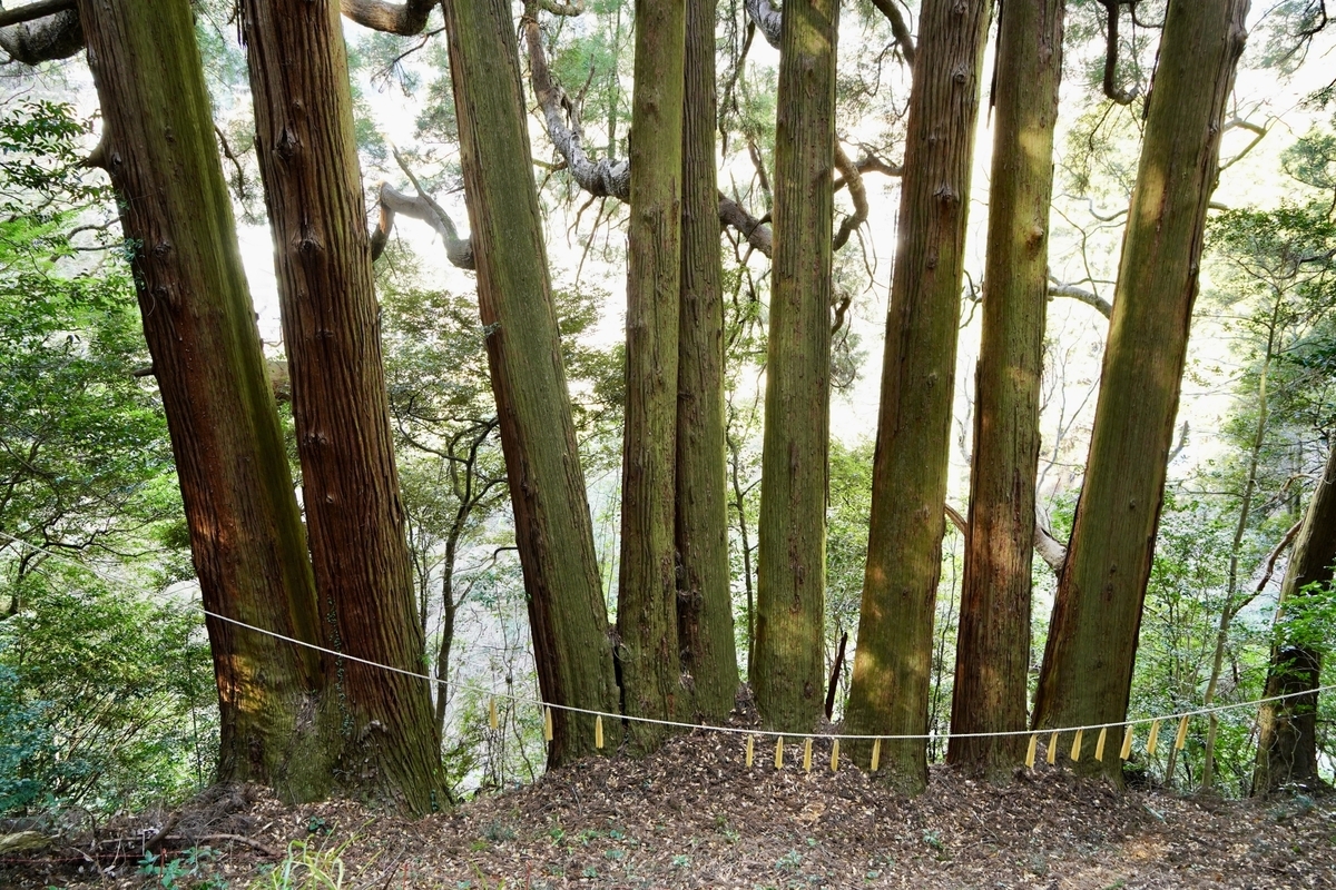 根元でつながる七本の杉が並び立つ七本杉の御神木