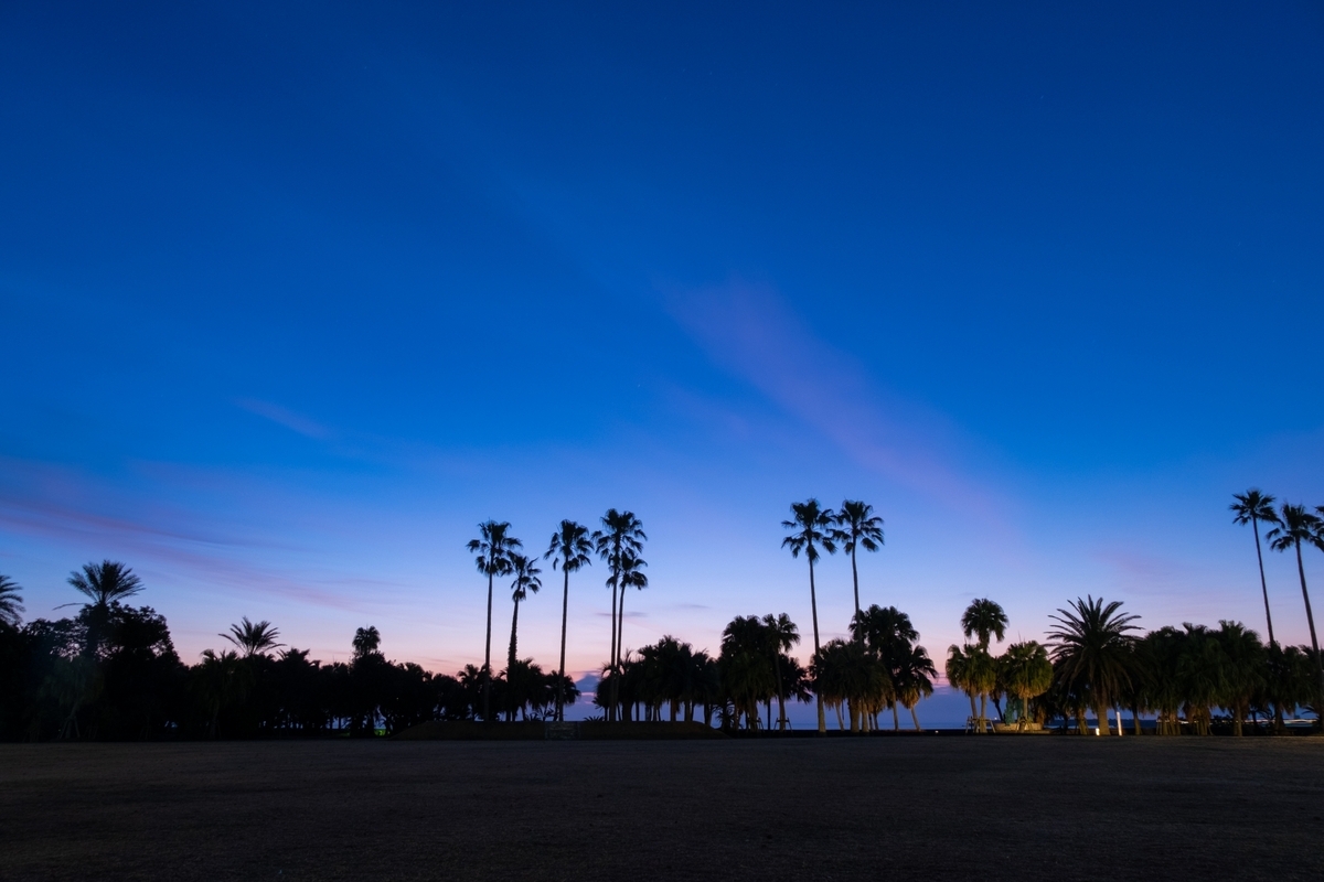 夕暮れの青島でヤシ並木がシルエットになる景色