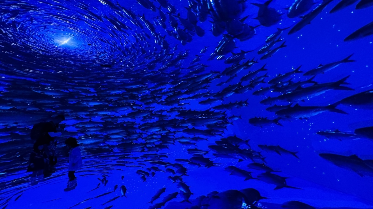 大阪難波に新名所誕生！五感で楽しむ話題の没入型アート「MIRACLE