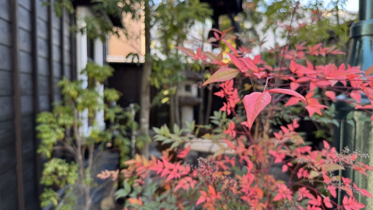 赤い南天の葉が前景に映る小庭の植栽 黒塀の足元に石灯籠がのぞく情景