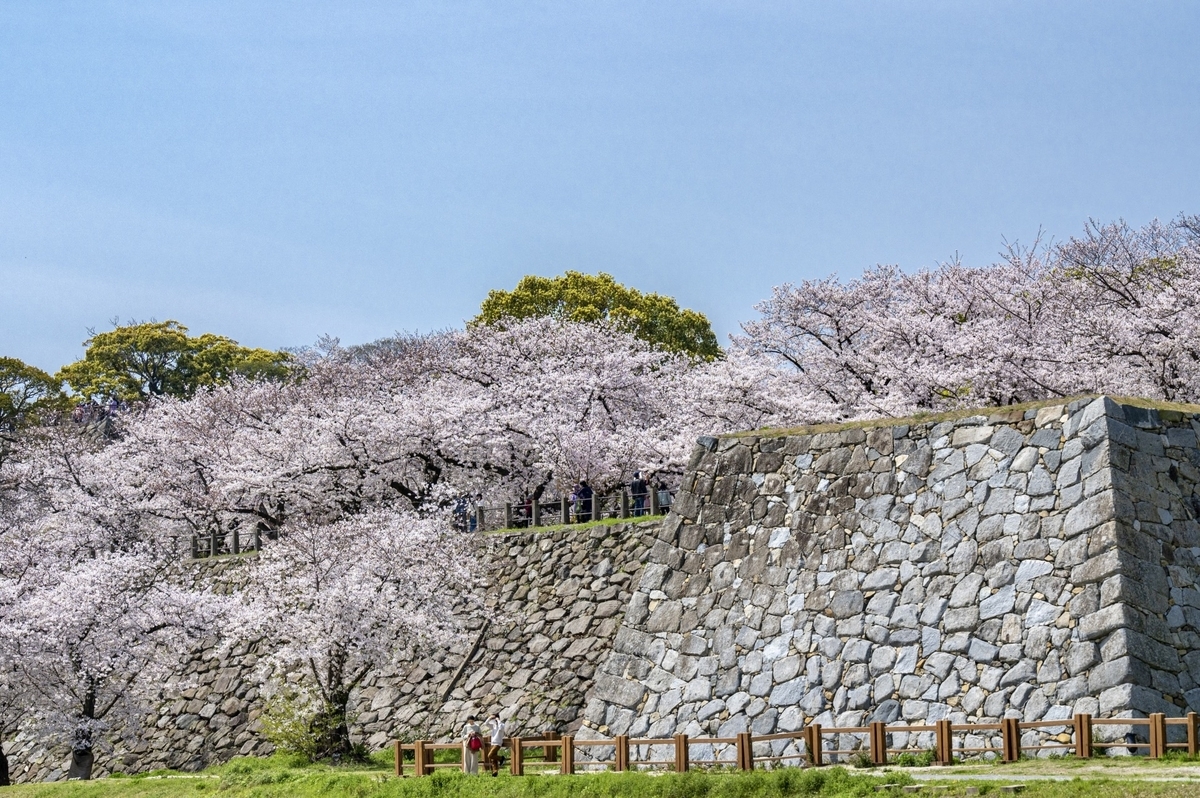 福岡城の高石垣と遊歩道を覆う満開の桜並木