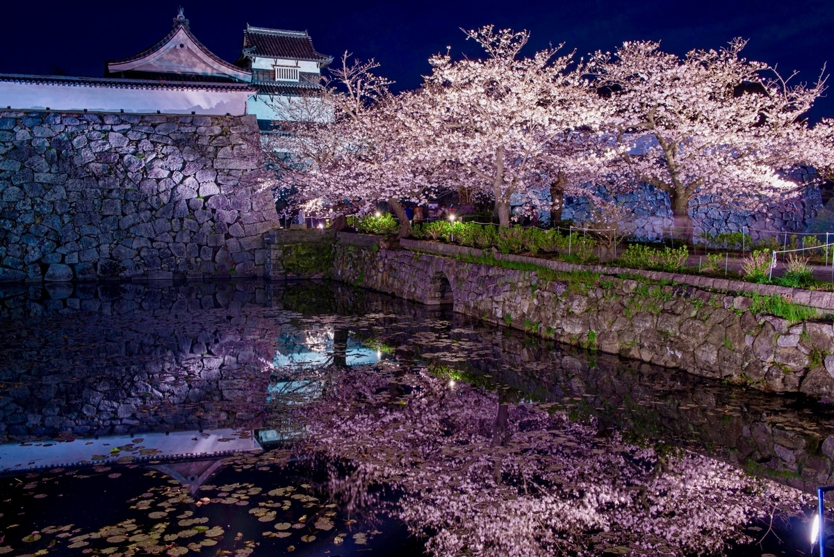 石垣と堀に映り込む夜桜とライトアップされた福岡城の櫓