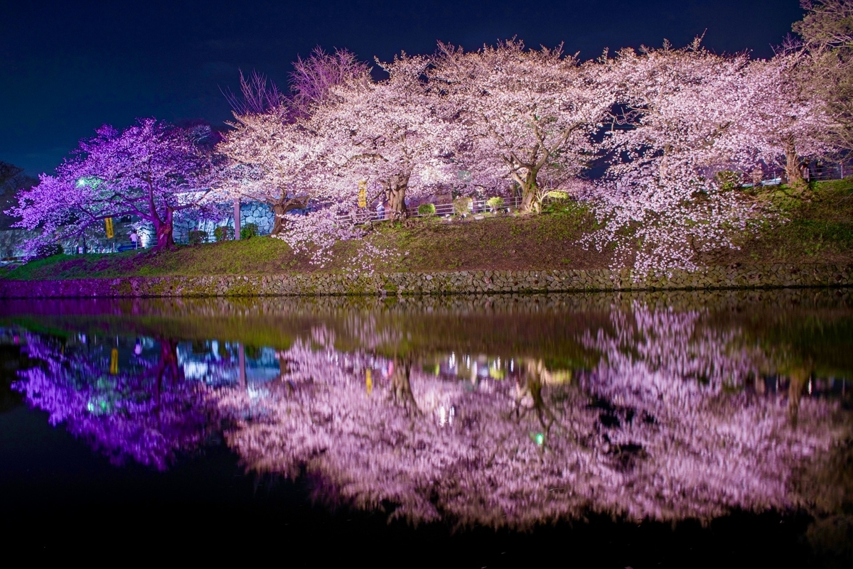堀の水面に映るライトアップされた夜桜と紫色の照明