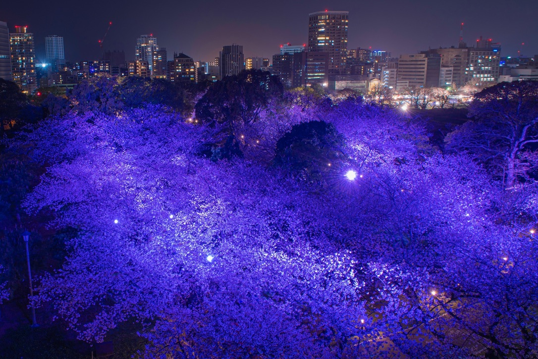 福岡城の夜桜が青紫にライトアップされて福岡市街の夜景と広がる眺め