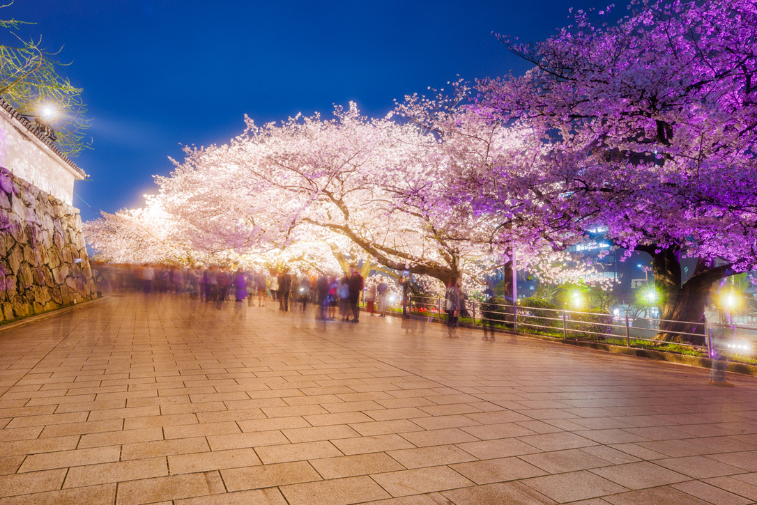 夜の石畳沿いに広がるライトアップされた桜並木と人々のにぎわい