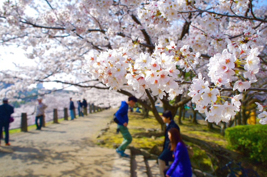 満開の桜の花房を手前に写した大濠公園の遊歩道の花見風景