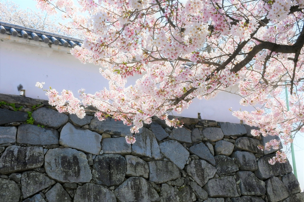 福岡城の白壁と石垣に垂れかかる満開の桜の枝