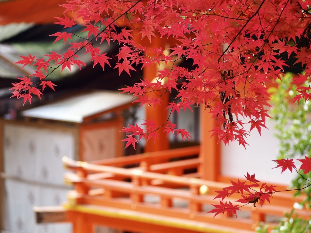 赤い紅葉が枝いっぱいに広がり朱色の社殿と欄干が背景に見える秋の神社境内