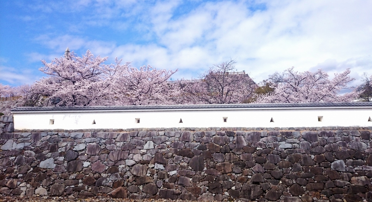 石垣と白壁の上に咲き誇る桜並木