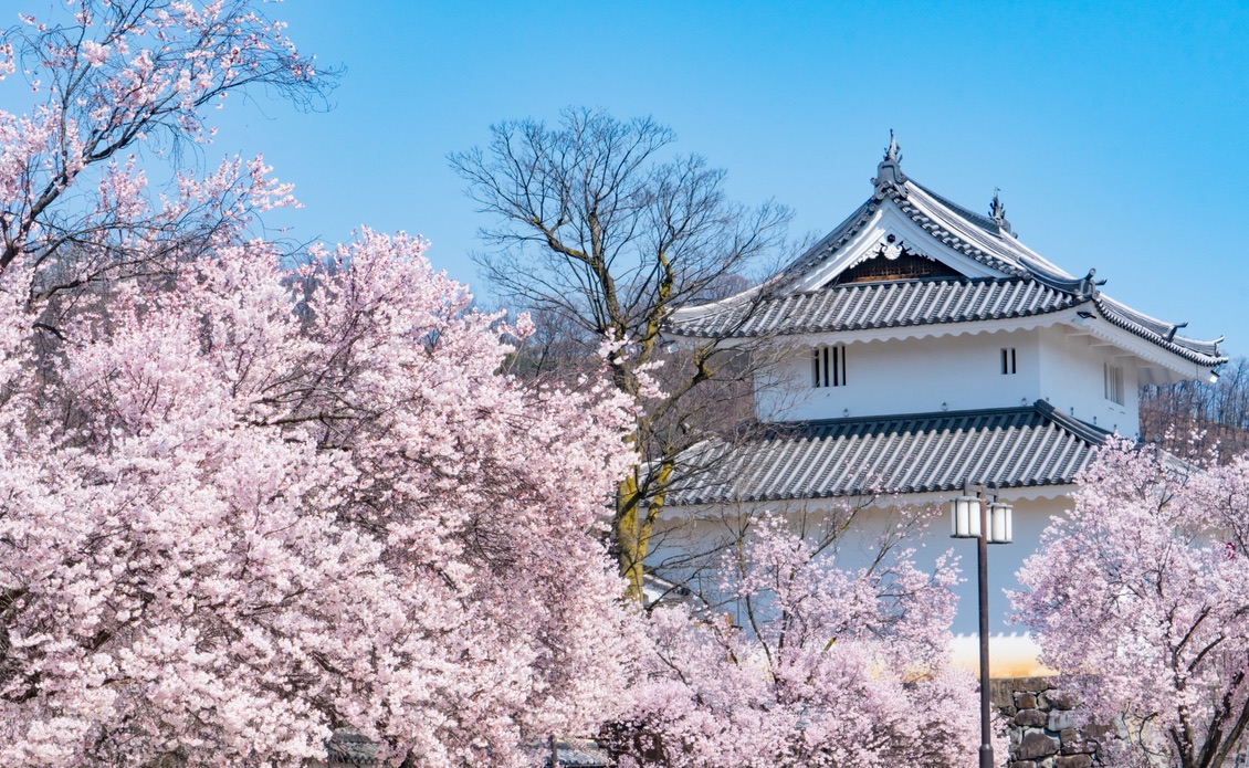 満開の桜に包まれる白壁の稲荷櫓