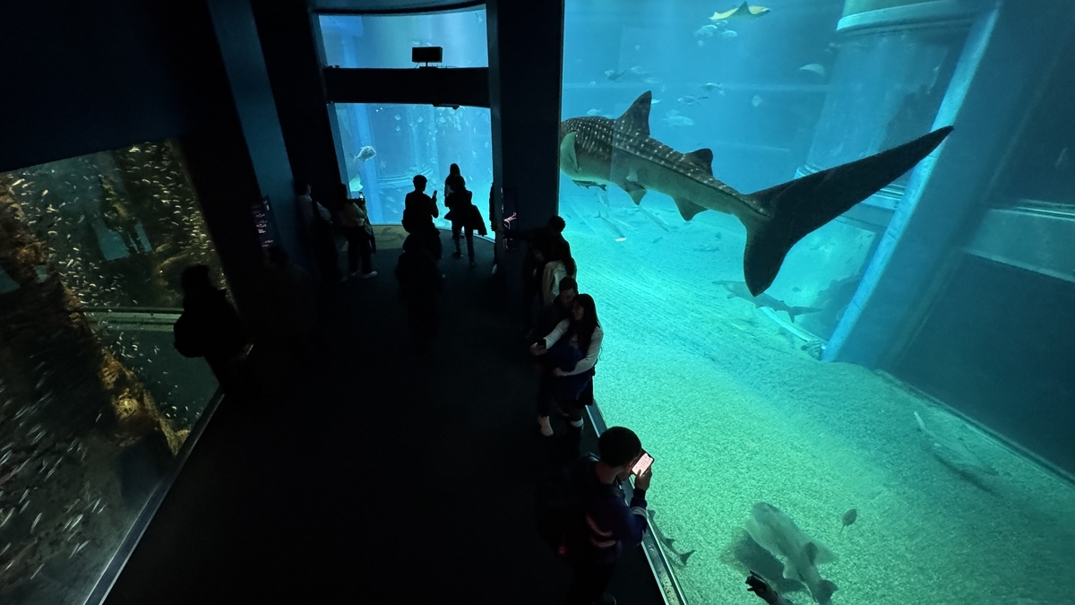 海遊館の大水槽を泳ぐジンベエザメを見上げる館内の来館者