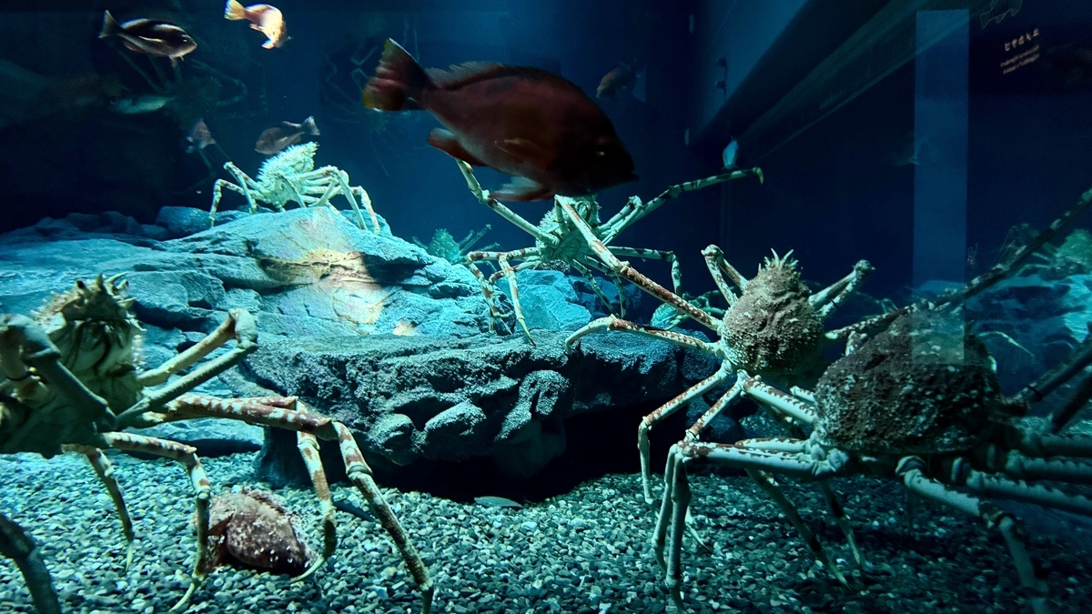 日本海溝水槽の岩場を歩くタカアシガニ