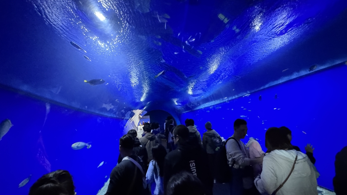 アクアゲートのトンネル水槽を泳ぐ魚と青い水中景観
