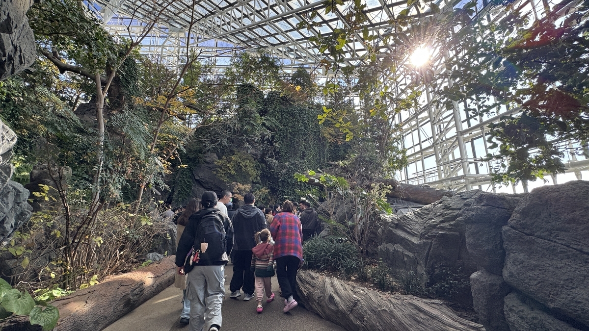 日本の森エリアで木々と滝を再現した渓流風景