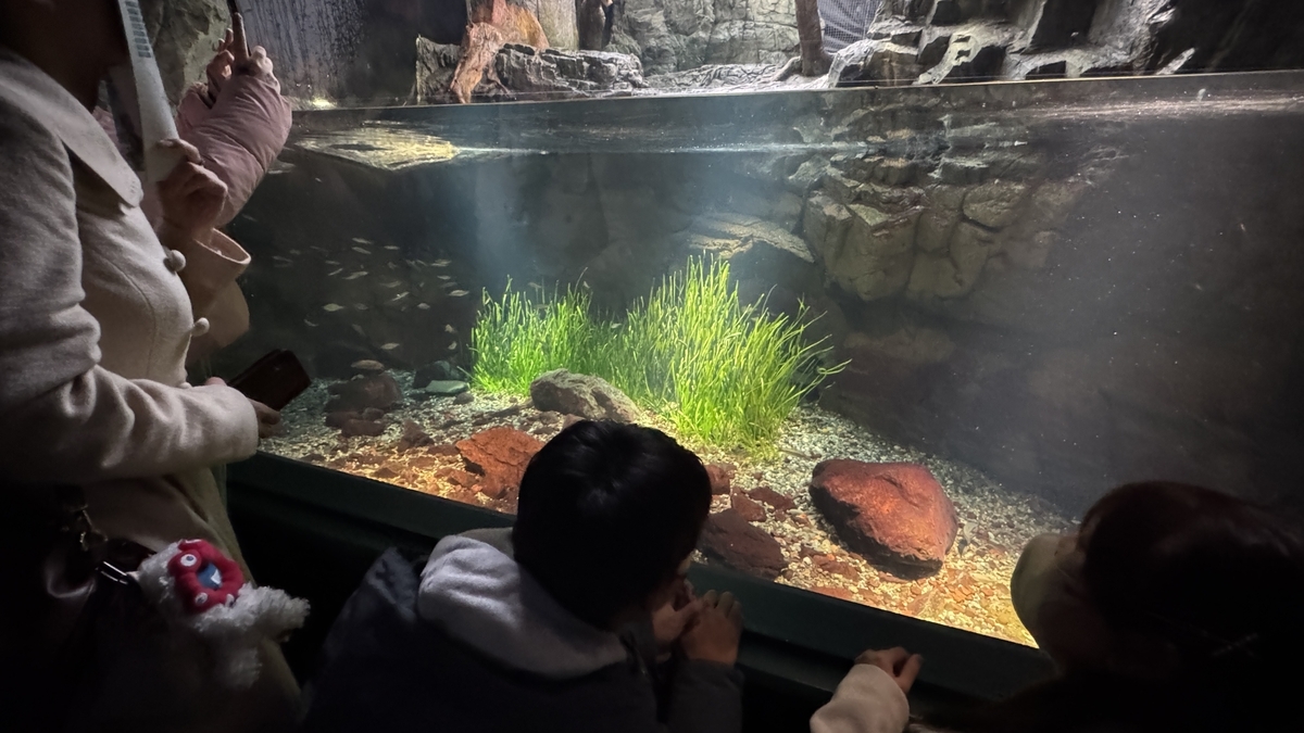 森から海へ展示の水中を群れて泳ぐ魚たち