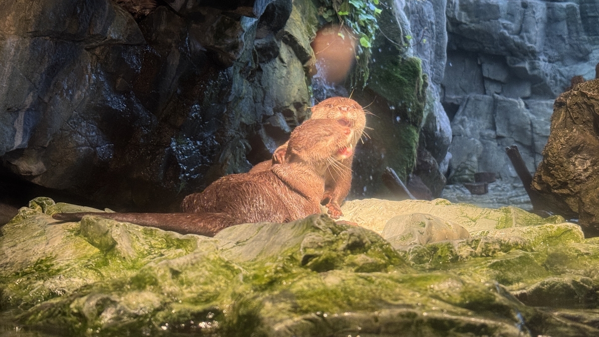 二匹のコツメカワウソが寄り添ってじゃれ合う様子