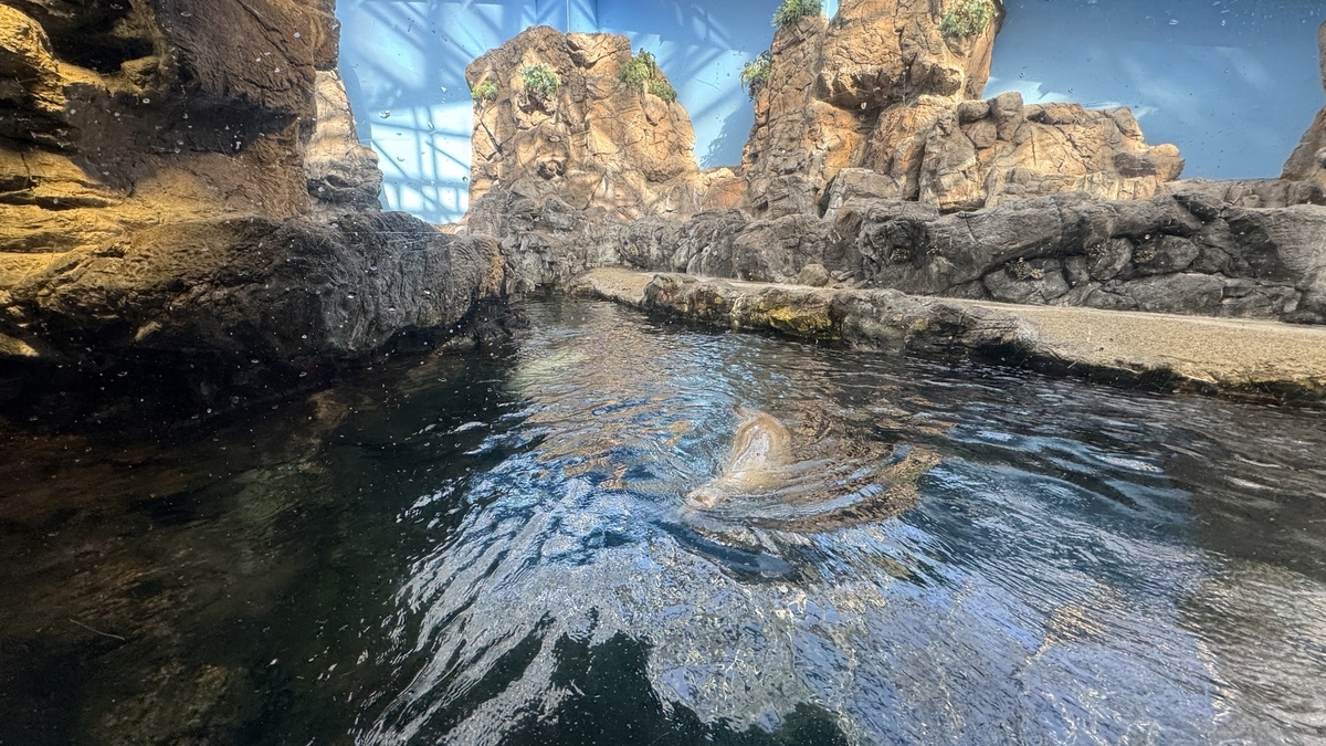 モンタレー湾エリアを勢いよく泳ぐアシカ