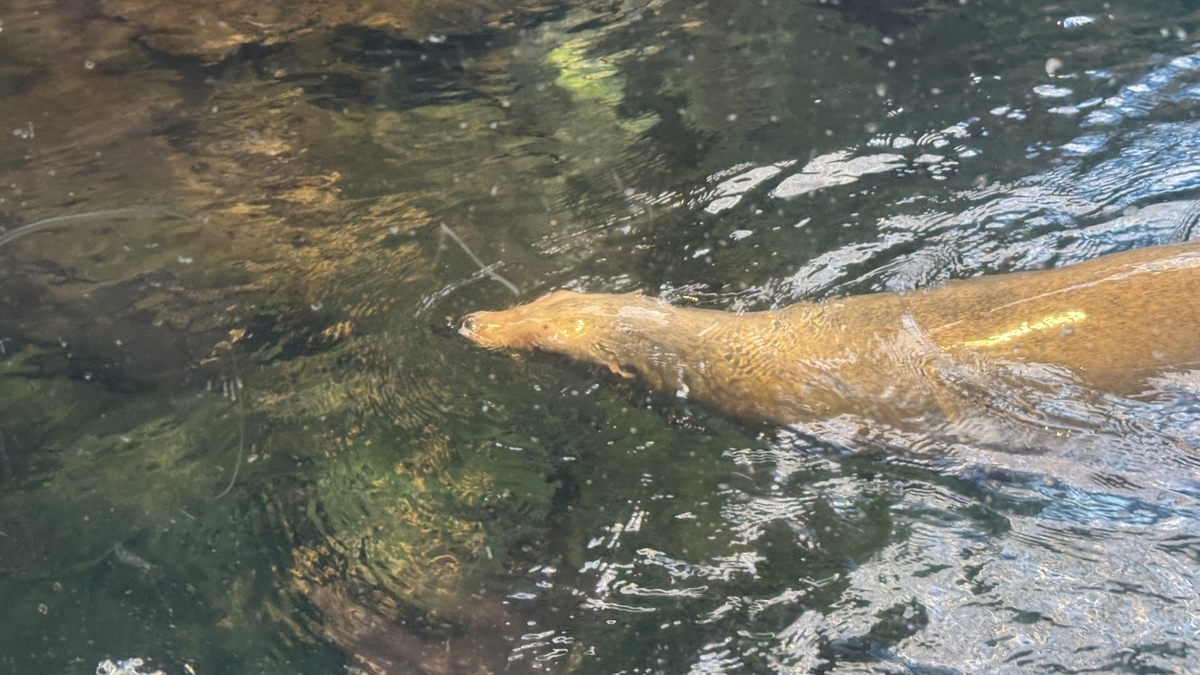 モンタレー湾水槽で方向転換するアシカの後ろ姿