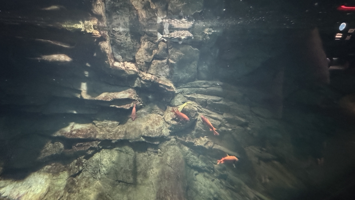 パナマ湾エリアで赤く映えるアカマツカサの群れ