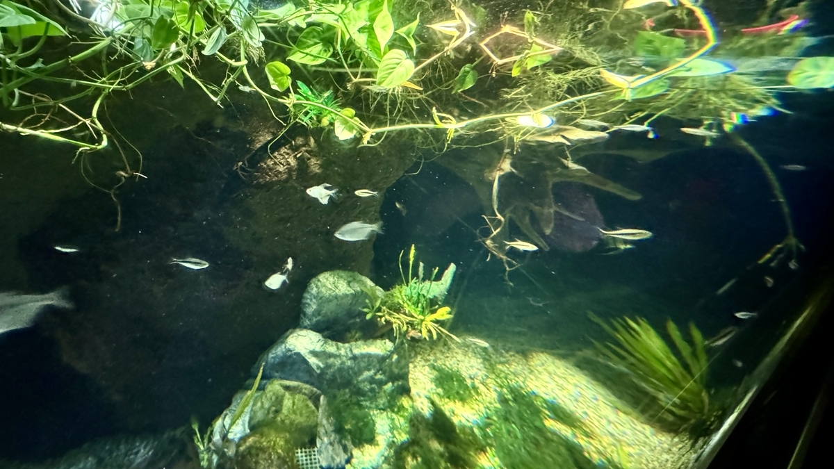 エクアドル熱帯雨林エリアで水面に浮かぶ植物