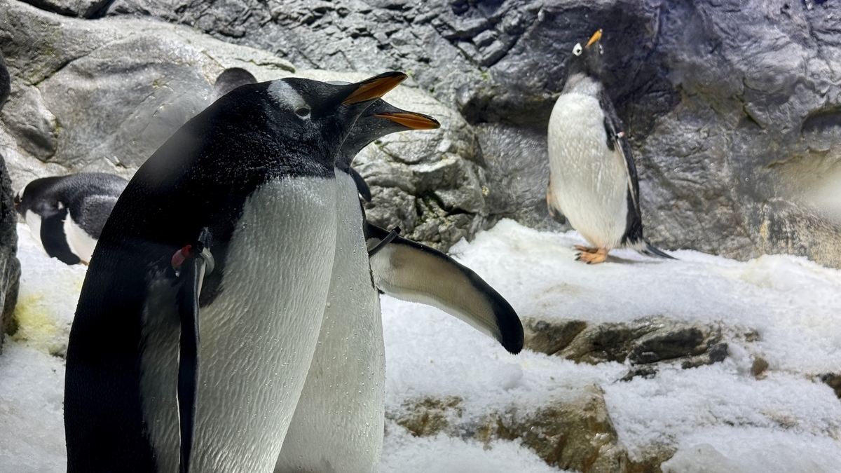 南極大陸エリアで歩くアデリーやオウサマペンギン