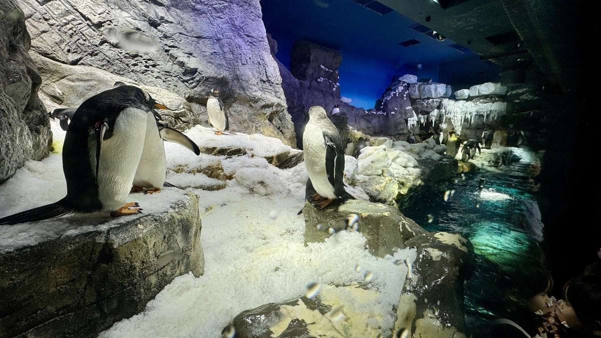 南極大陸エリアで立ち止まるペンギンの愛らしい姿