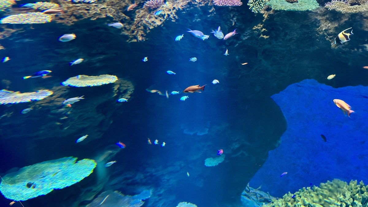 サンゴ礁の間を行き交う熱帯魚と海中の多彩な色彩