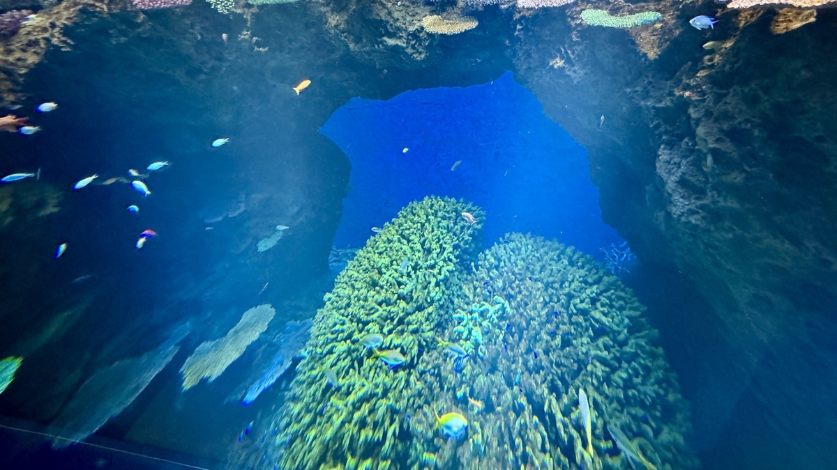 立体的に組まれたサンゴ礁レイアウトと魚の遊泳