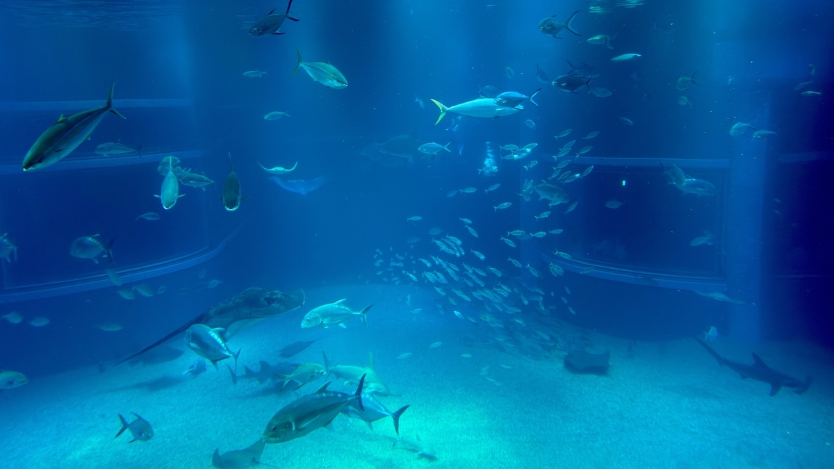 太平洋水槽で異なる魚種が交差して泳ぐ様子