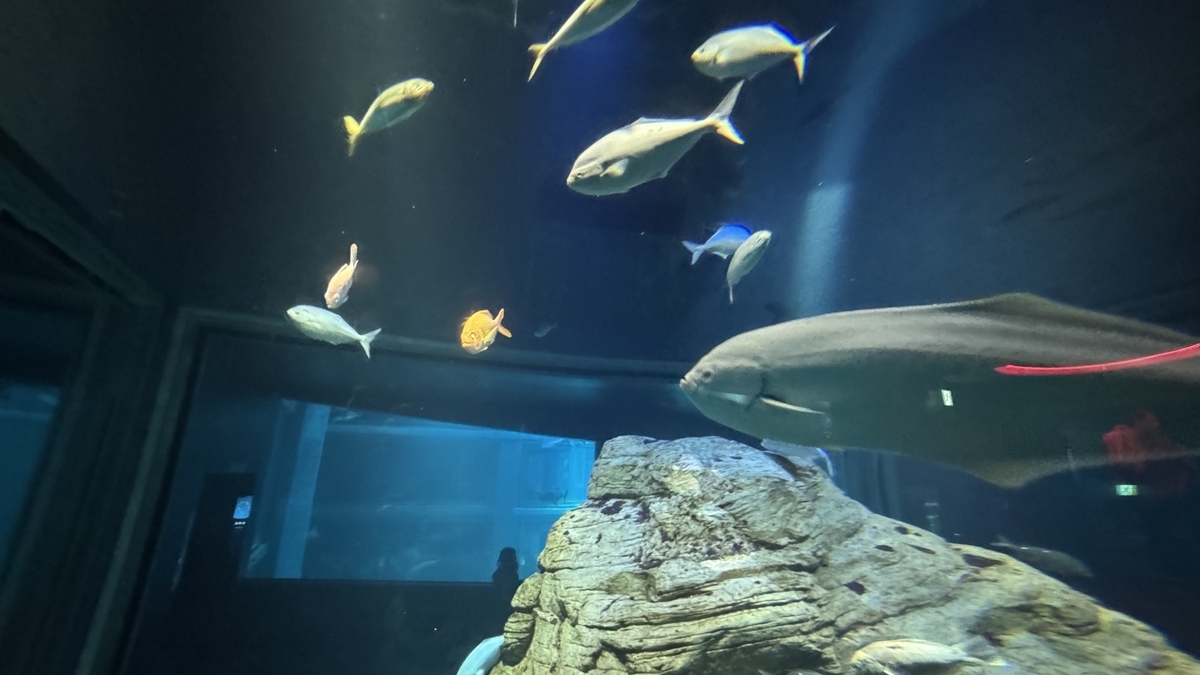 クック海峡エリアで見られる色鮮やかな魚群