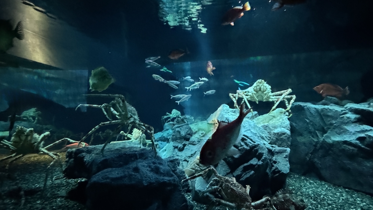 暗い日本海溝水槽を泳ぐ深海生物の姿